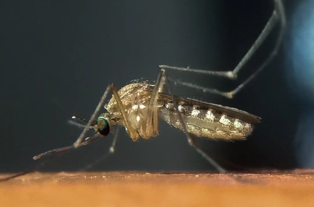 Malaria Menyerang Daerah Penyangga IKN, 4 Orang Meninggal Dunia