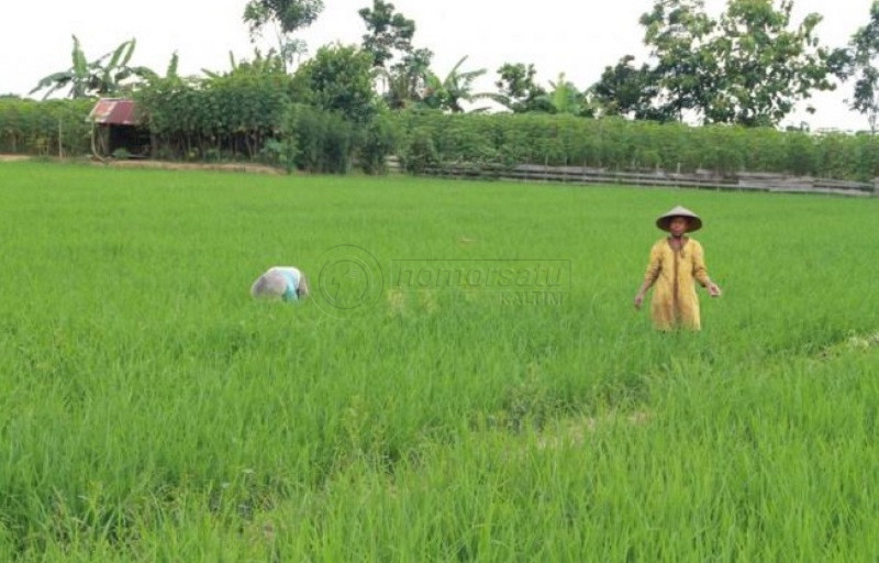 Nilai Tukar Petani Kaltim Dinilai Masih Tinggi