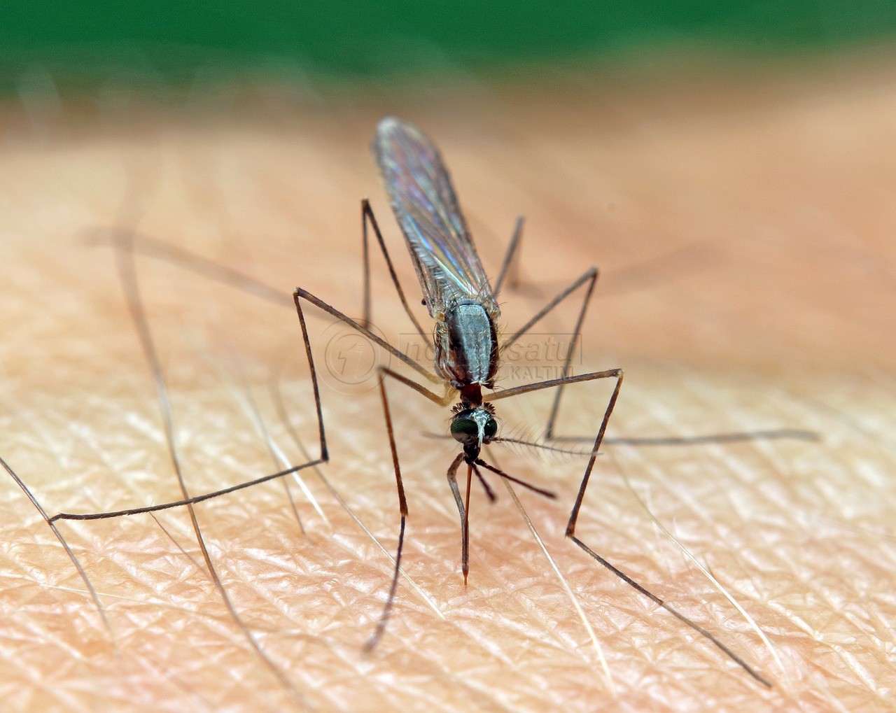 Ancaman Malaria di IKN Nusantara, PPU Masuk Daerah Endemi