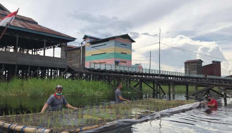 Desa Muara Enggelam Kembangkan Pertanian Padi Apung