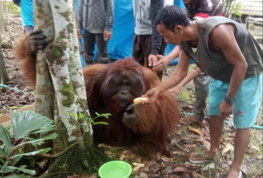 Warga Paser Geger, Seekor Orangutan Kesasar di Permukiman