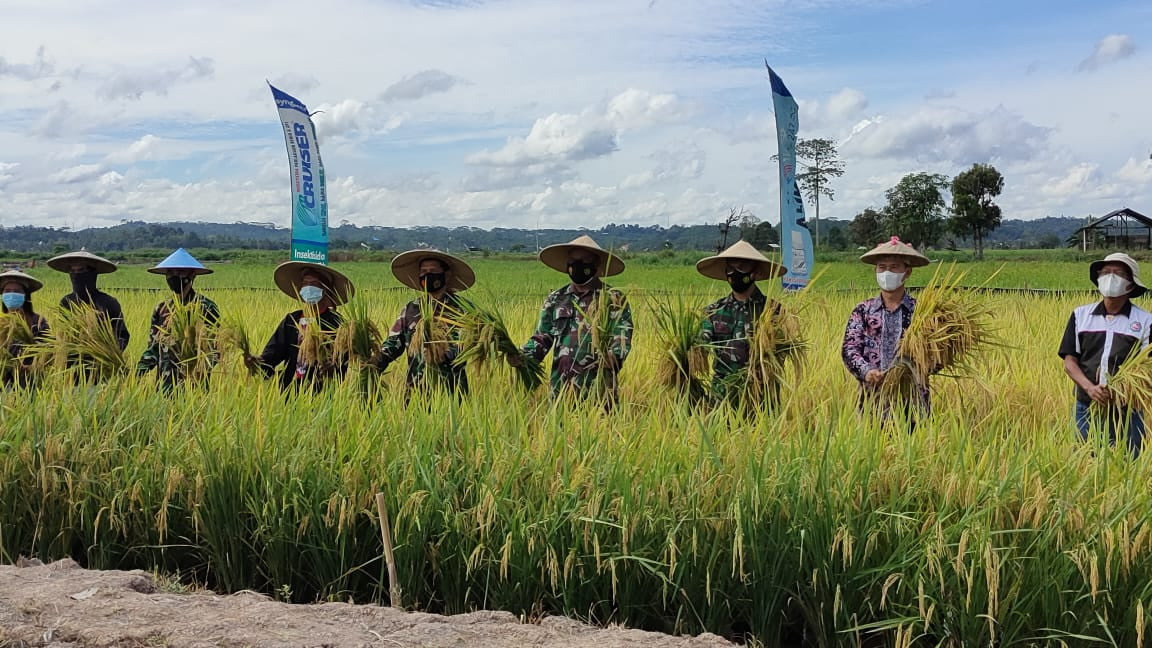 Panen Perdana Desa Sinergi Hijau, Program Ketahanan Pangan dari Pemerintah Pusat