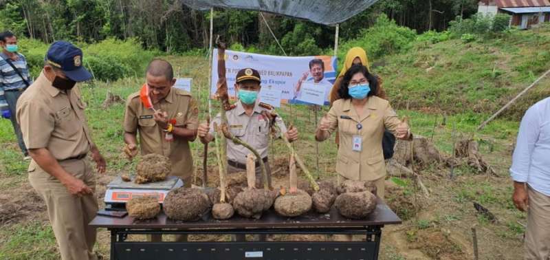 Panen Perdana Porang Balikpapan