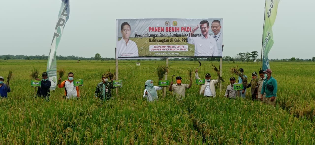 Petani PPU Sukses Panen Padi Benih Pengembangan