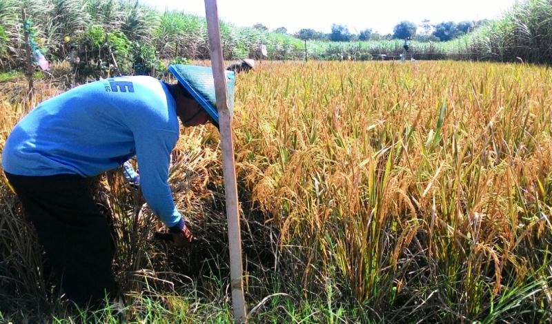 Lima Daerah ini Menjadi Sentra Produksi Beras di Kaltim