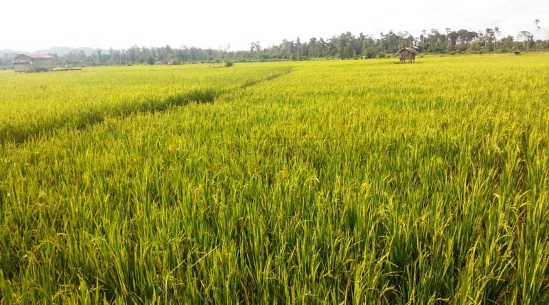 Kaltim Kembangkan Pertanian 1,32 Juta Hektare