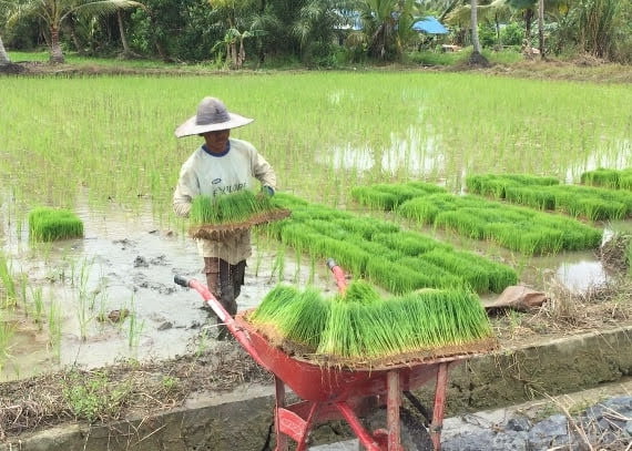 BPS: Pertanian Paling Berkontribusi terhadap PDB