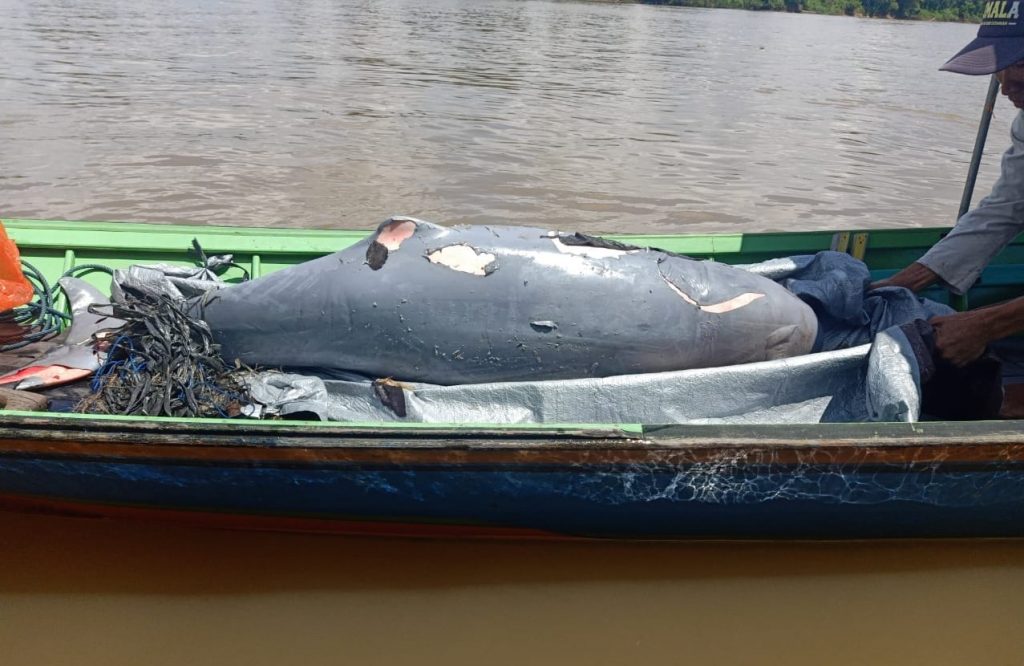 Lagi, Seekor Pesut Mahakam Ditemukan Mati di Sungai Mahakam