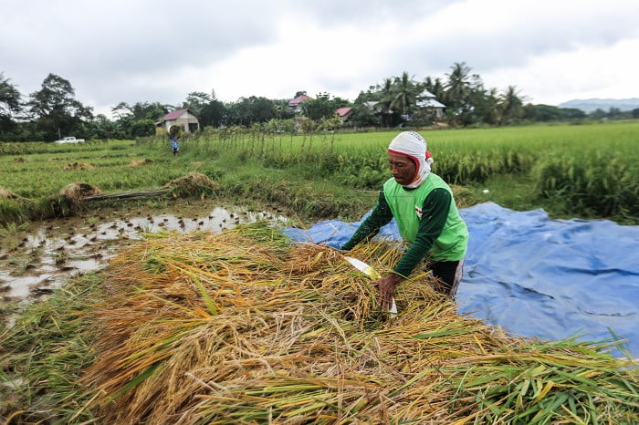 Desember, NTP Kaltim Naik 1,27 Persen