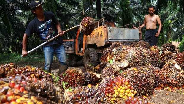 Nestapa Petani Plasma Kutim, Sertifikat Tanah Dijamin ke Bank Tanpa Sepengetahuan Pemilik