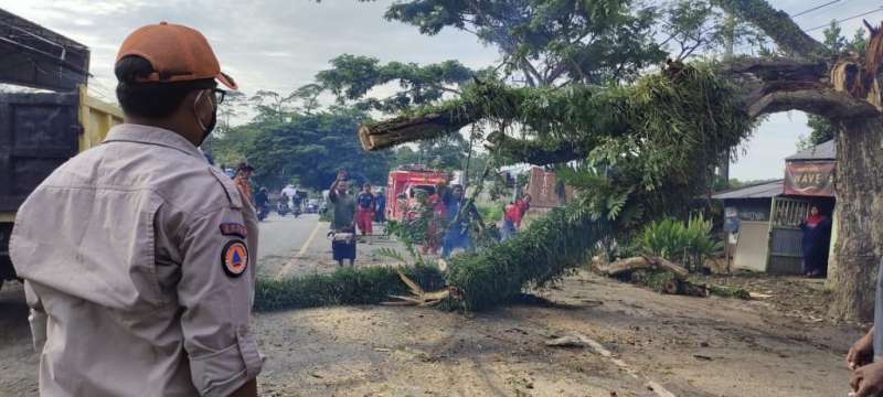 Pohon Tumbang, Jalan Poros Balikpapan-Samarinda Sempat Macet