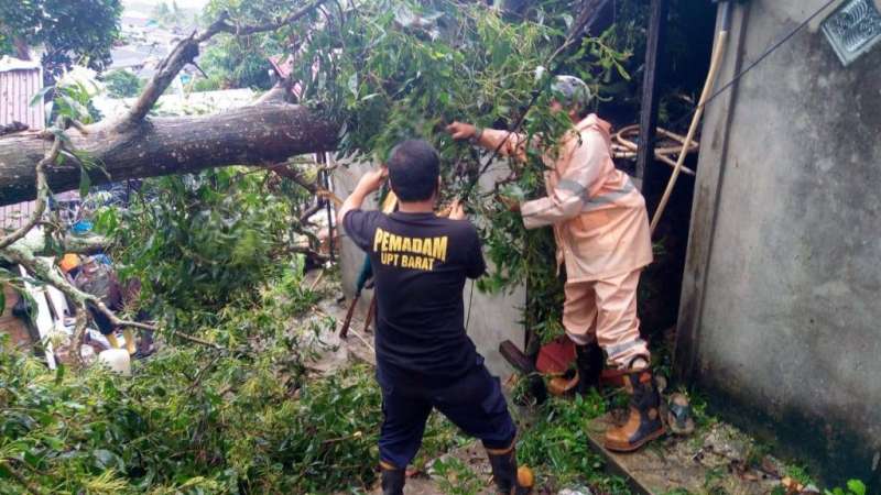 Hujan Lebat di Balikpapan, Pohon Tumbang Timpa Pengendara Motor