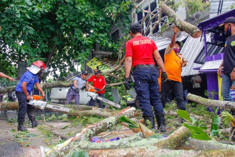 Pohon Tumbang di Balikpapan, Timpa Warung Boba dan Mobil