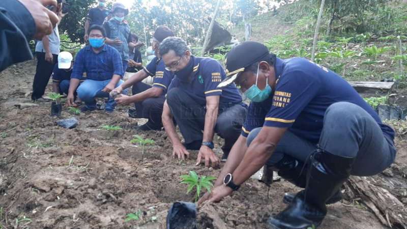 Kabupaten PPU Jadi Demplot Porang Kaltim