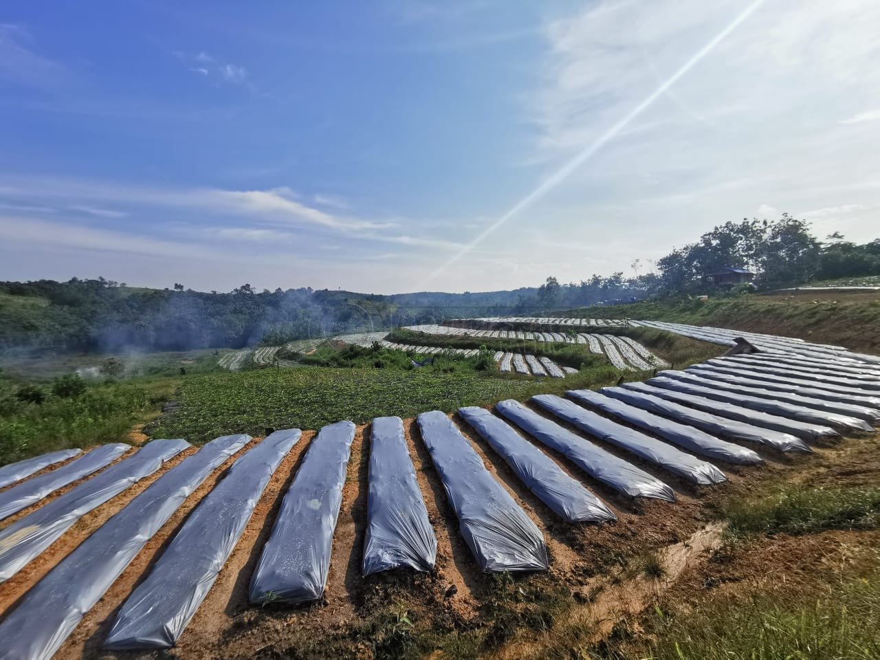 Petani Kaltim Punya Kesempatan Emas, Saatnya Menanam Porang