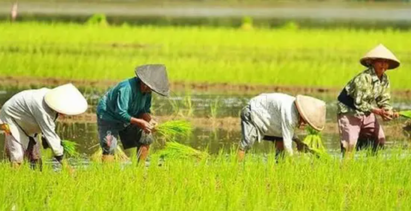 Hasil Sensus Pertanian Jadi Rujukan Kebijakan