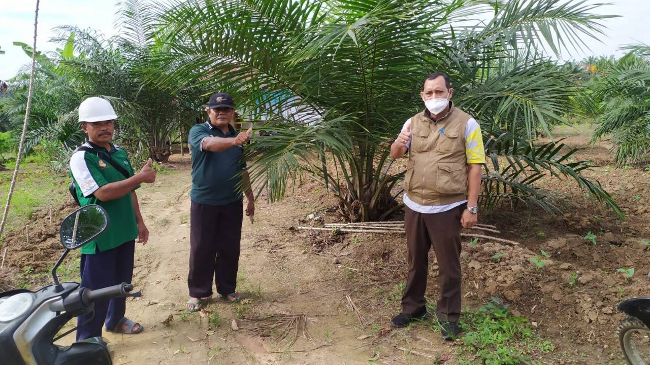 Telan Rp 185,9 M, Replanting Sawit di Paser Capai 66,12 Persen