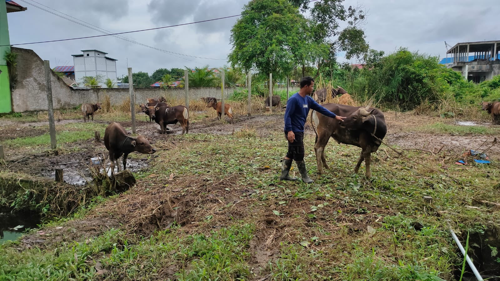 Penjualan Sapi Kurban di Tenggarong Turun Drastis