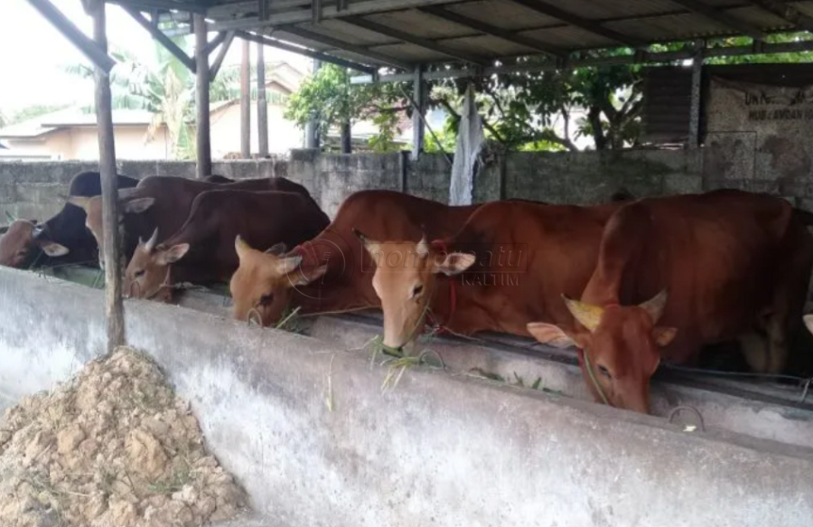 Balikpapan Perketat Pengawasan Hewan Kurban