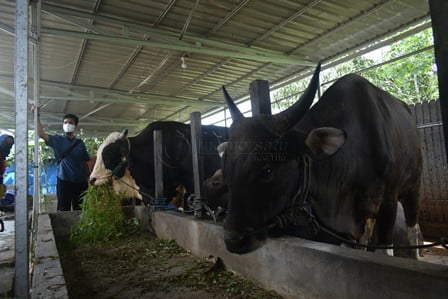 Curhatan Pedagang Sapi Kurban di Balikpapan: Balik Modal Udah Syukur