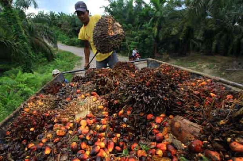 Disbun Kaltim Ingatkan Urgensi RPP