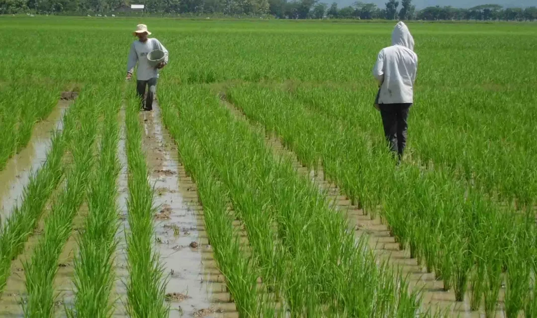 Kabupaten Paser Siapkan 2.500 Hektare Lahan untuk Kawasan Food Estate