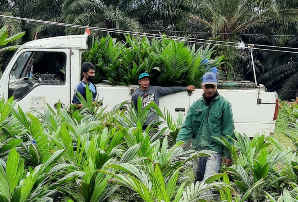 Penjualan Bibit Sawit Varietas Tambah Pemasukan Kas Daerah Paser