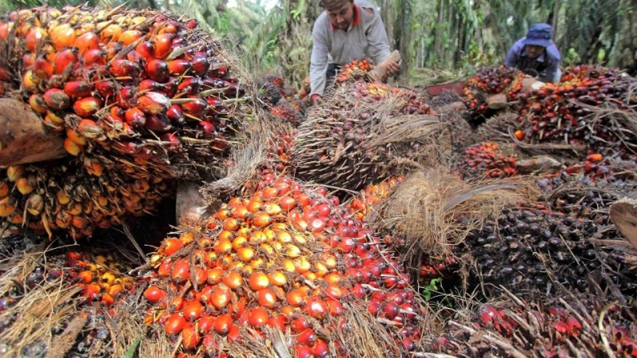 Subtitusi Impor Berbasis Kelapa Sawit