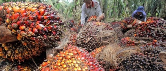 HKTI: Program PSR Kurang Sosialisasi