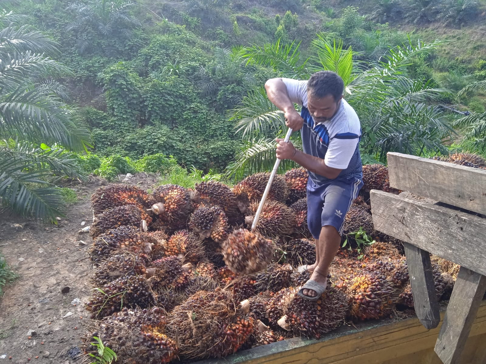 Sekolah Sawit di Kabupaten Paser Upaya Tingkatkan Manajemen Kebun