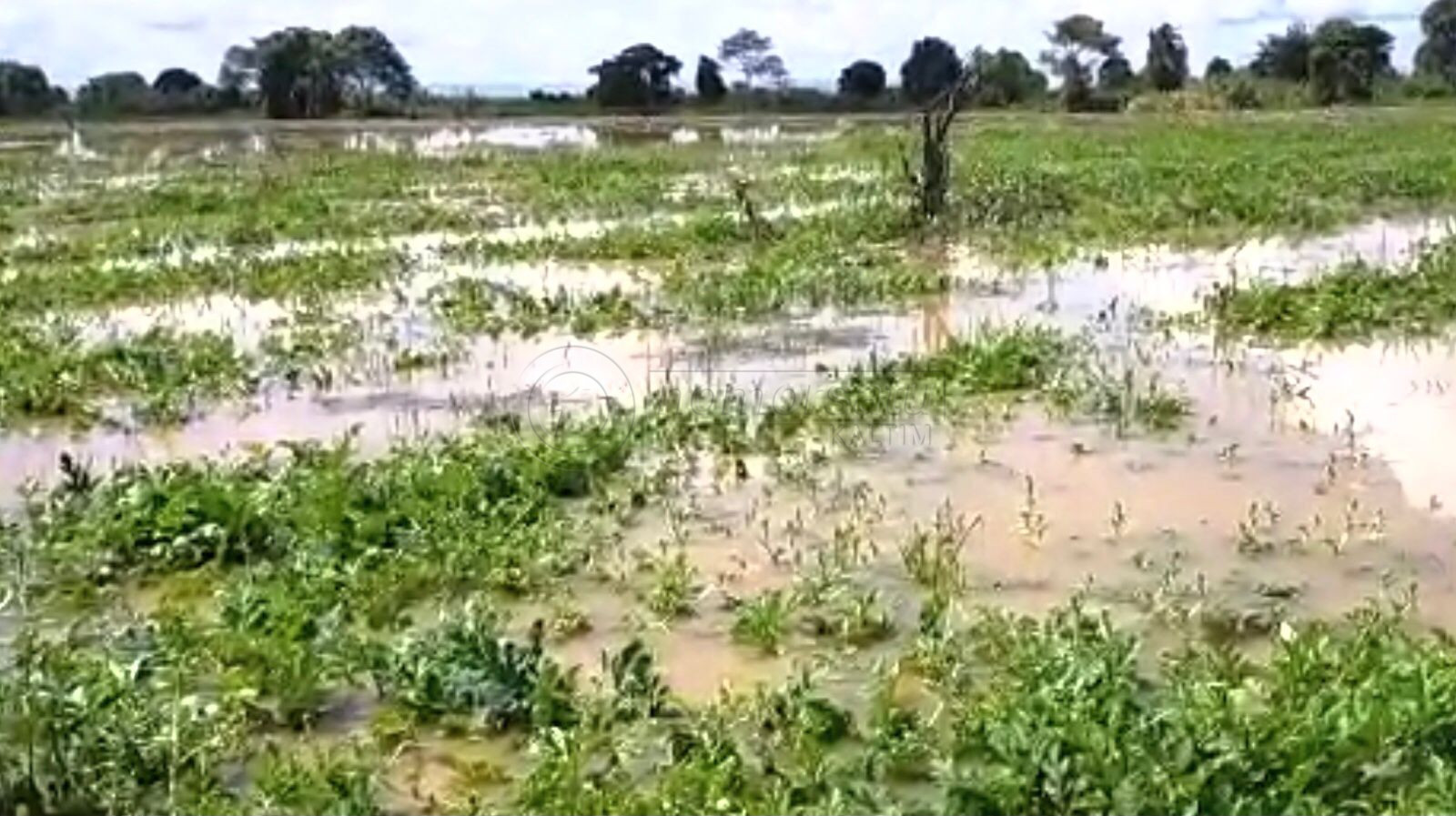 Petani Semangka di Kubar Gagal Panen, 7 Hektare Lahan Terendam Banjir