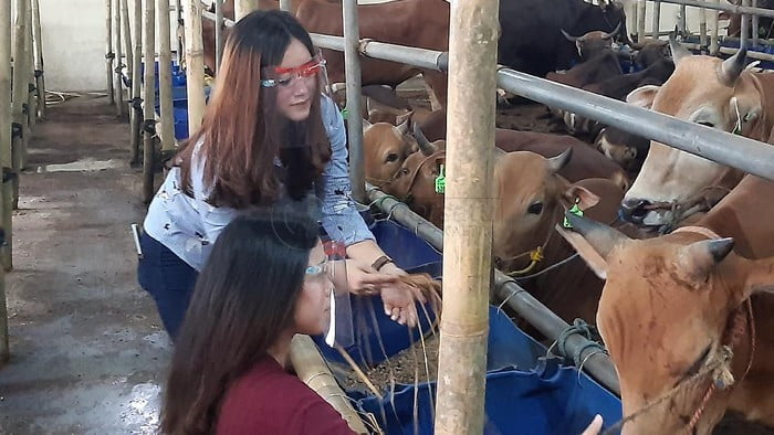 Akibat COVID-19, Pedagang Sapi Lokal Sepi Pembeli