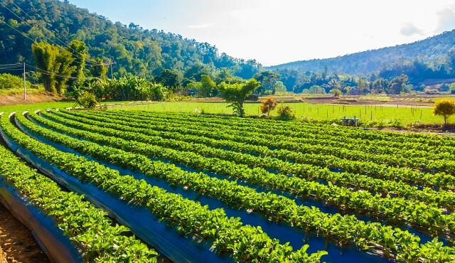 DPR Sarankan Petani Kembali Andalkan Pertanian Organik