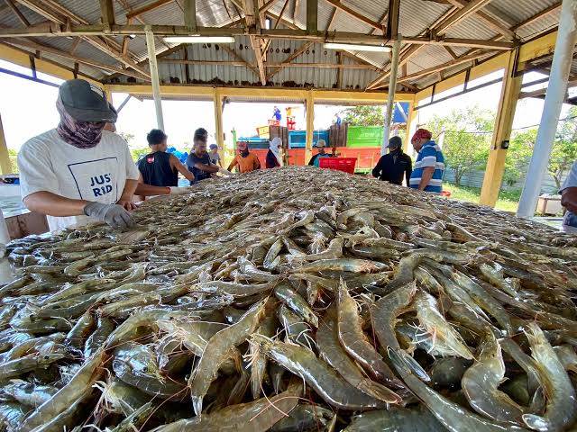 Muara Badak Jadi Pusat Pengembangan Udang Vaname